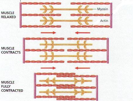 filament theory