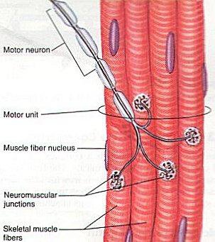 /mechanism of muscle contraction