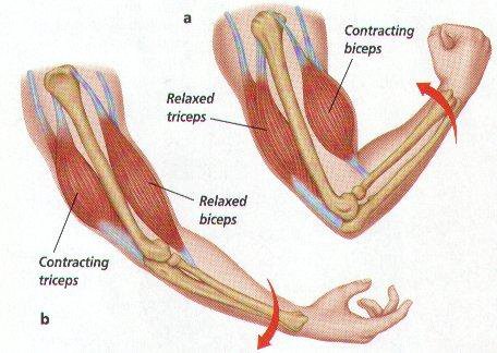 muscle contraction