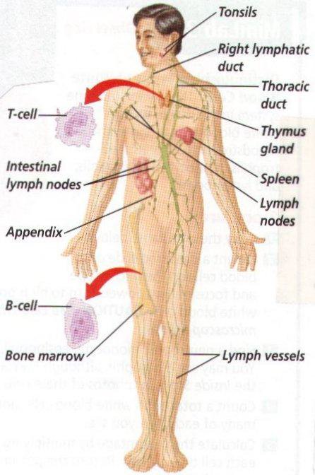 lymphatic system 